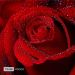 ROSA AQUA RED